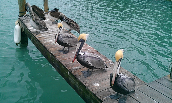 About American international sailing school with birds on dock